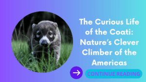 The Curious Life of the Coati: Nature’s Clever Climber of the Americas